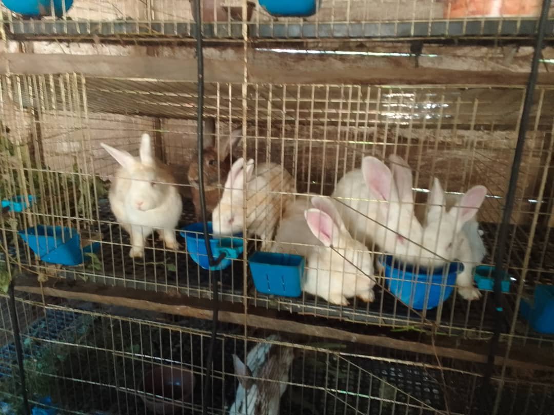 Rabbit farming